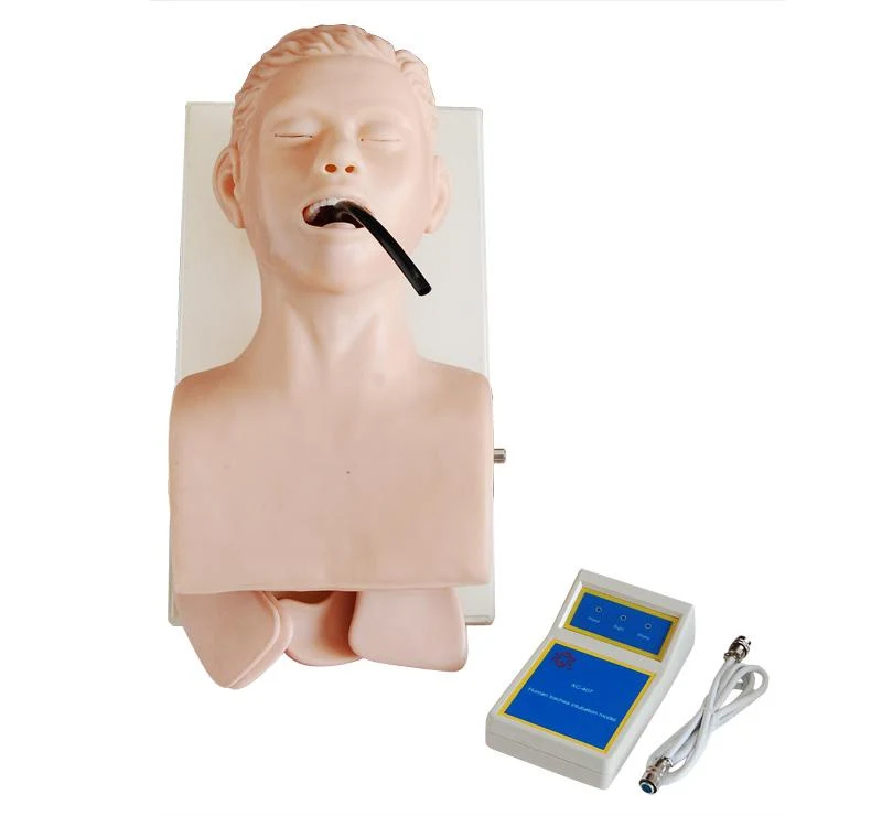Advanced Human Trachea Intubation Manikin image 3