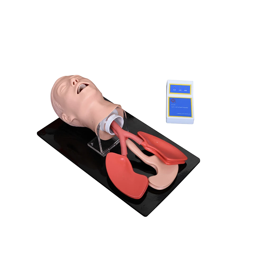 Training Manikin Price In Gujarat