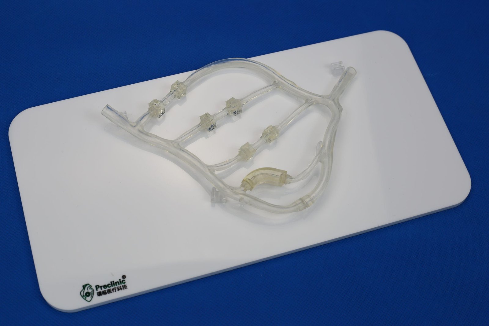 Blood vessels vascular model PLXG1014