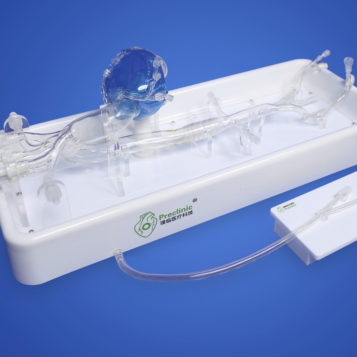 Coronary arteries vascular model PLXG1001