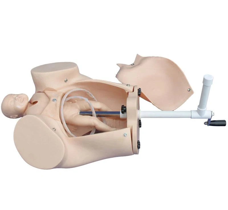 Course of Delivery Manikin