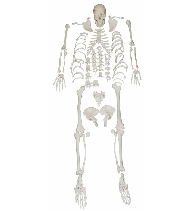 Disarticulated Skeleton with Skull