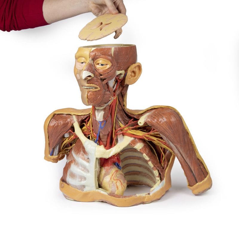 Head model MP1250 image 7