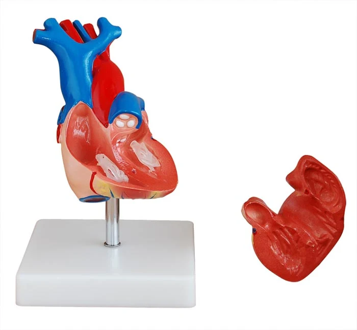 Heart Model 2 Parts alternate view image 2