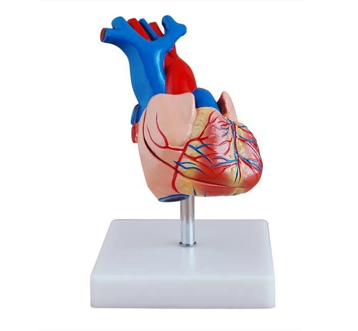Heart Model 2 Parts