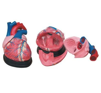 Heart Model Jumbo