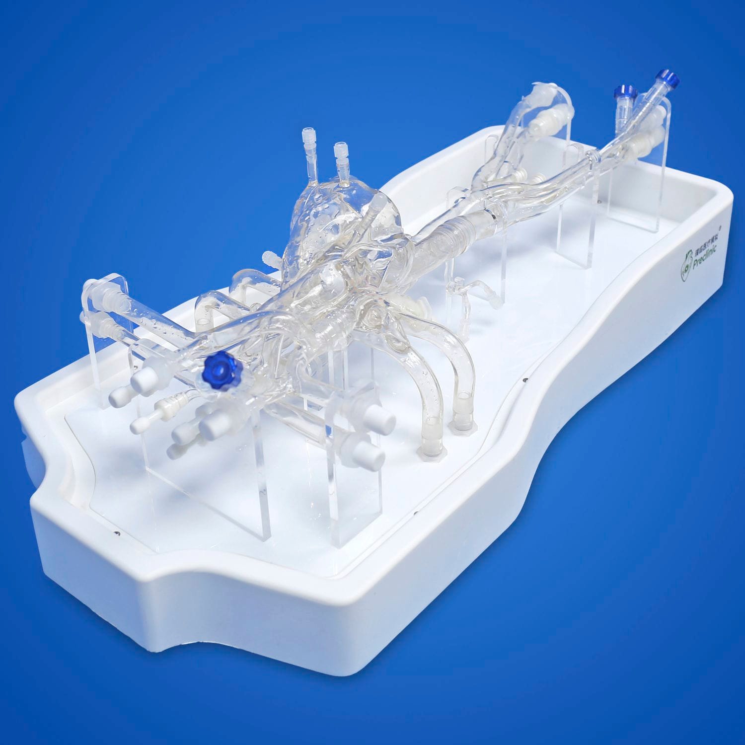 Heart vascular model PLXZXG004A