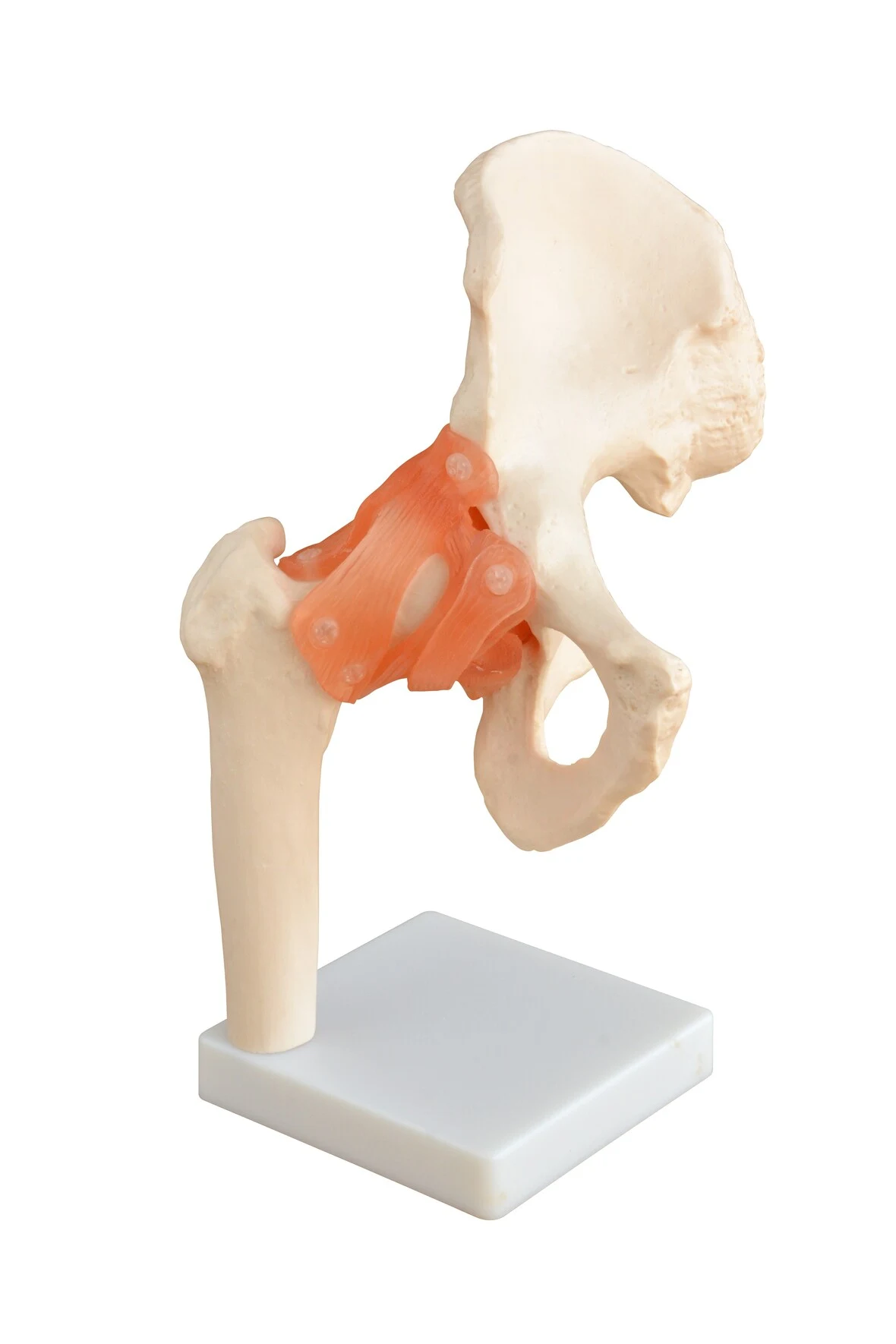 Hip Joint Model