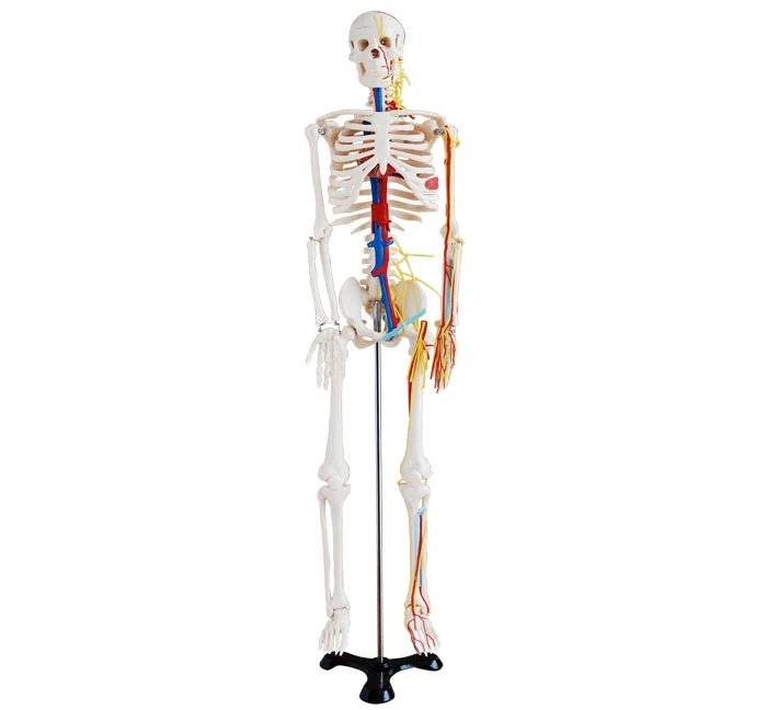 Human Skeleton with Nerves and Blood Vessels 85cm alternate view image 2