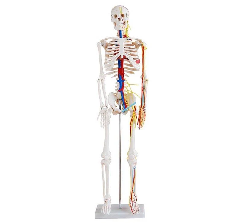 Human Skeleton with Nerves and Blood Vessels 85cm