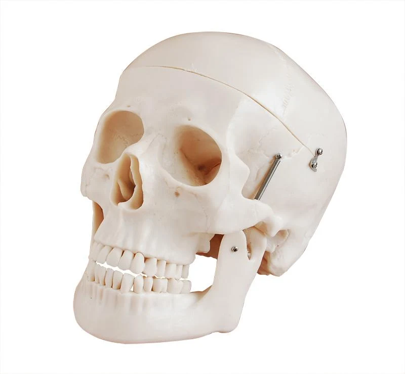Human Skull Style D Deluxe