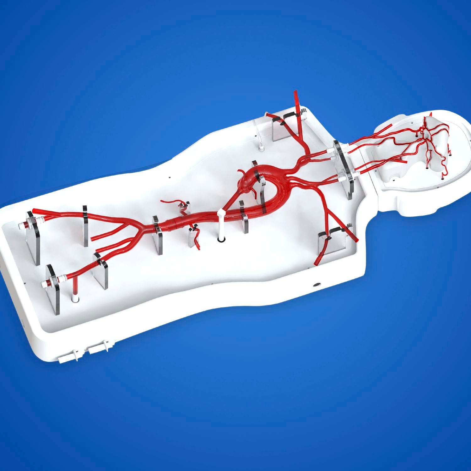 Intracranial anatomical model PLSJXG001A alternate view image 2