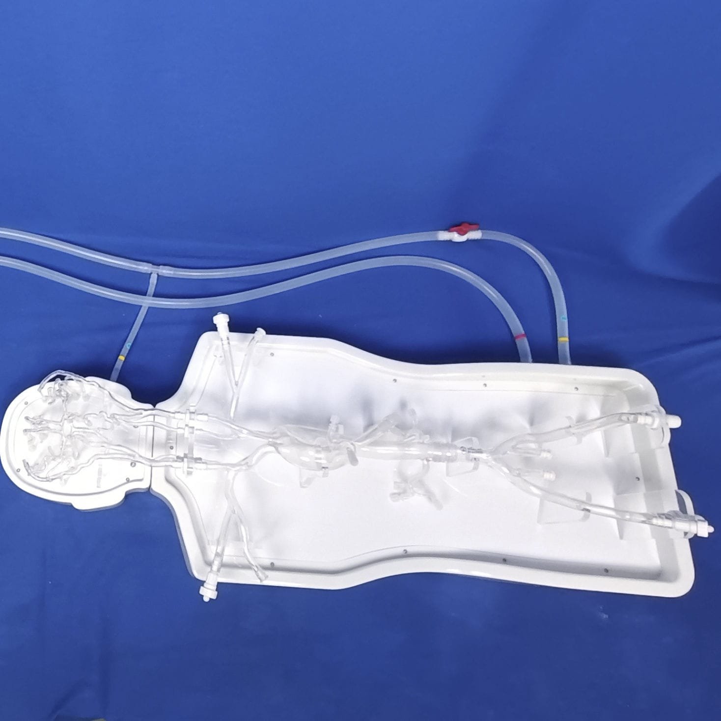 Intracranial anatomical model PLSJXG001A