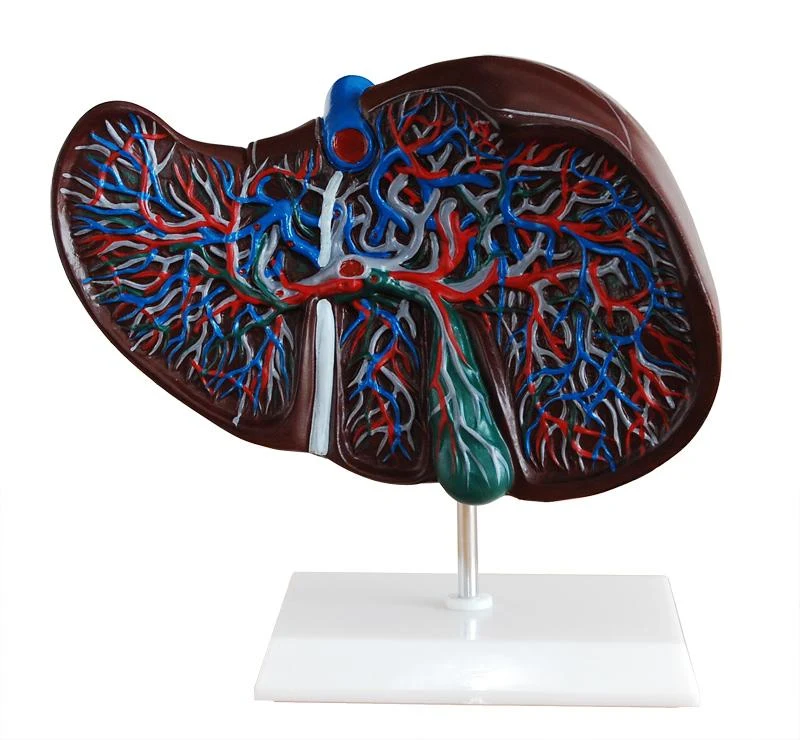 Liver Model China