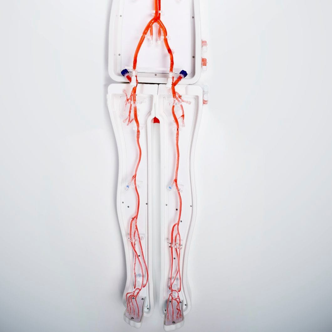 Lower limb vascular model PLWZXG003 alternate view image 2