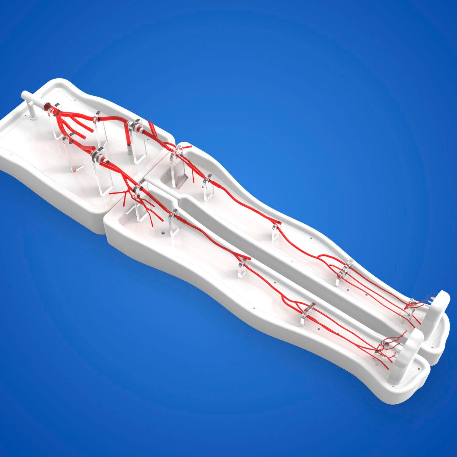 Lower limb vascular model PLWZXG003