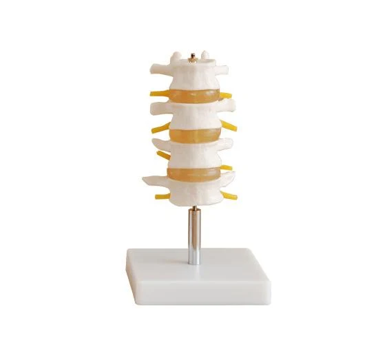 Lumbar Set Model(4 pcs)