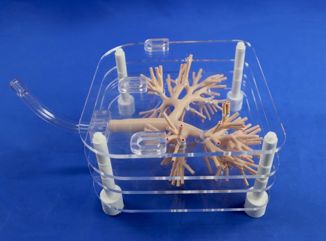 Lung model PLHX1001 image 6