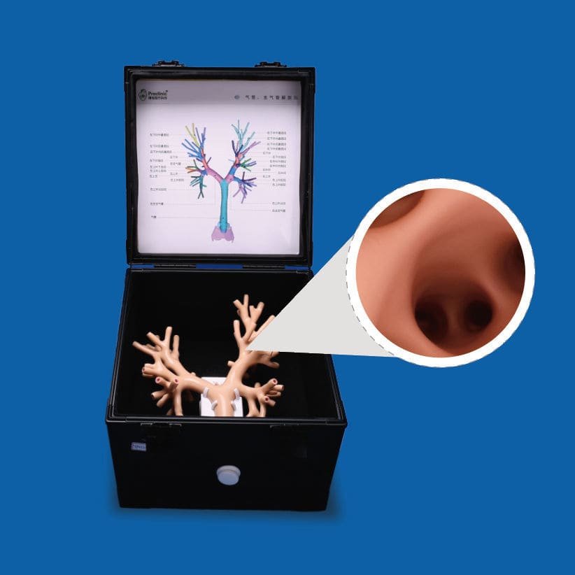 Lung model PLHX1001