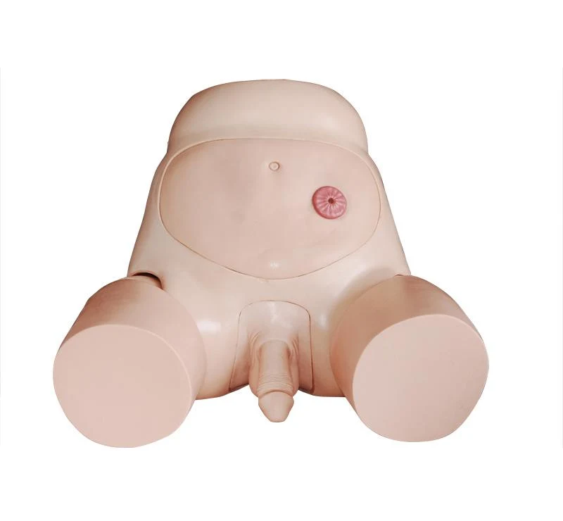 Male Urethral Catheterization Simulator Manikin