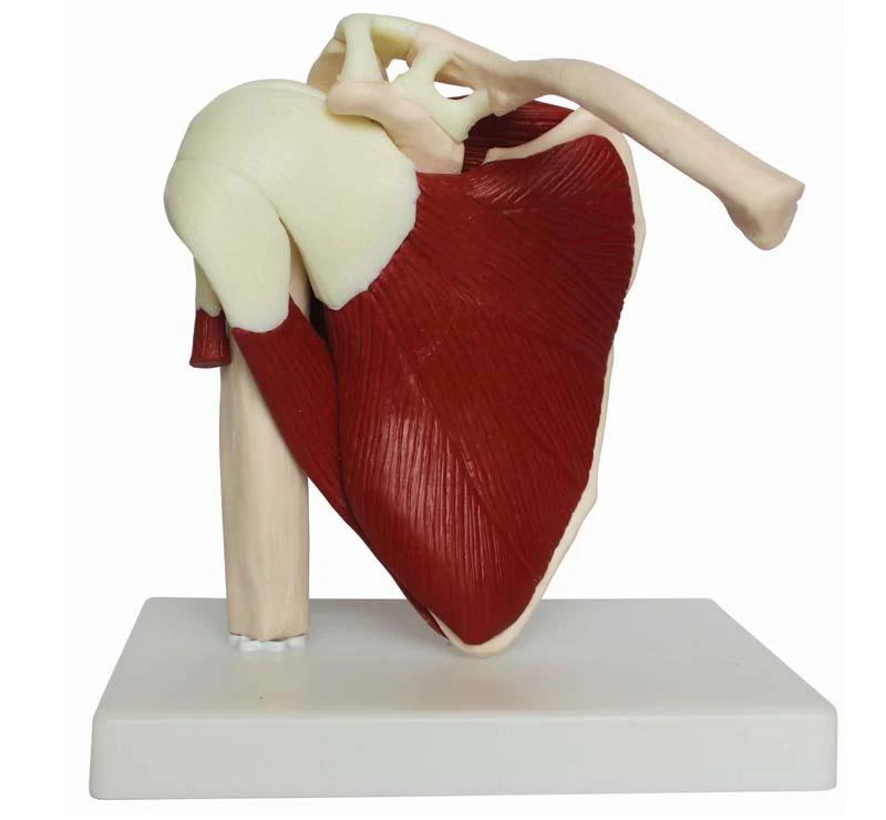 Muscled Shoulder Joint Model