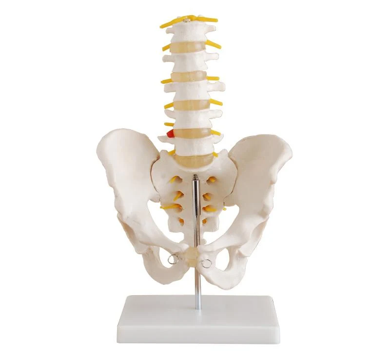 Pelvis with 5pcs Lumbar Vertebrae Model
