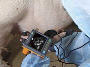 Portable veterinary ultrasound system MSU3 image 5