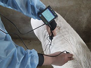 Portable veterinary ultrasound system MSU3 image 6
