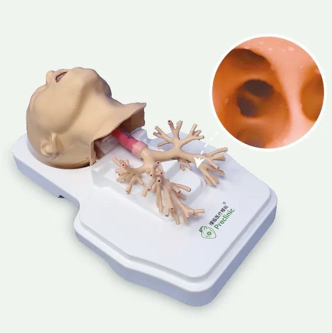 Respiratory system model PLHX1002 image 4