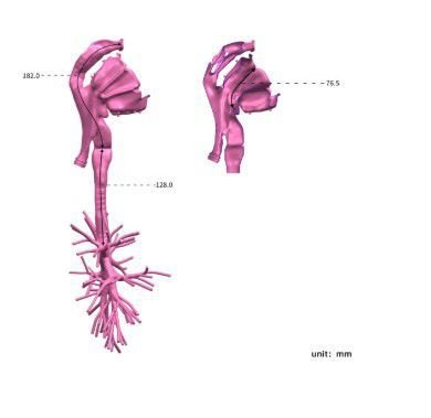Respiratory system model PLHX1002 image 5