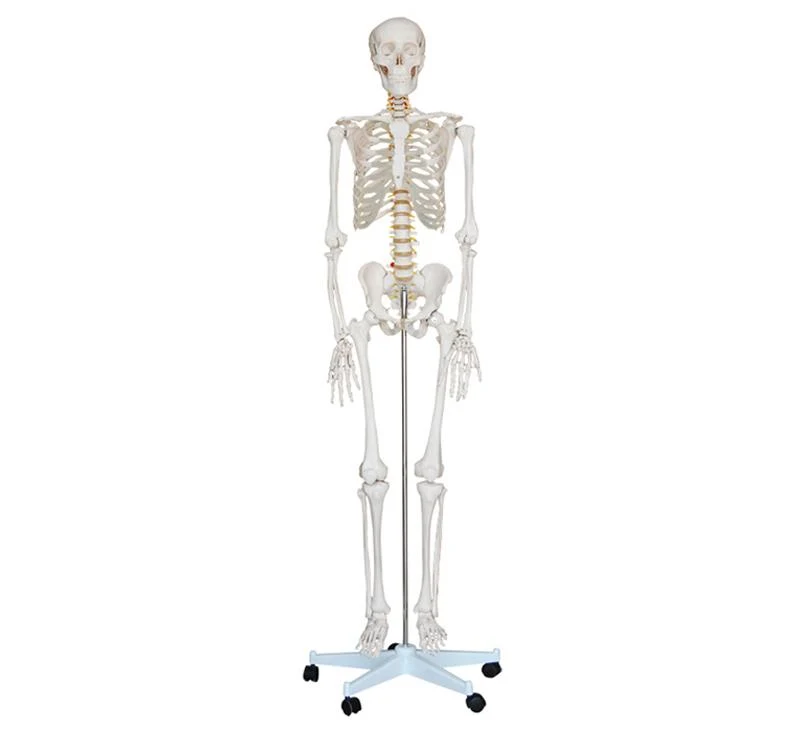 Skeleton 180cm Tall