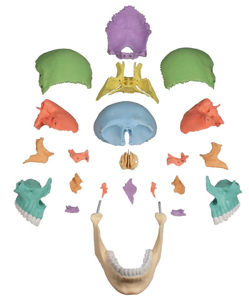 Skull model 4708 alternate view image 2