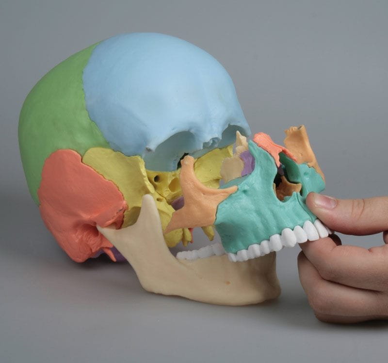 Skull model 4708 image 3
