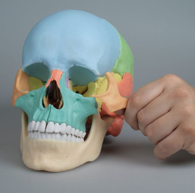 Skull model 4708 image 4