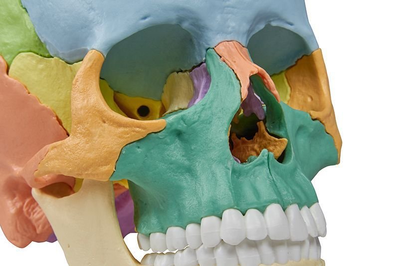 Skull model 4708 image 5
