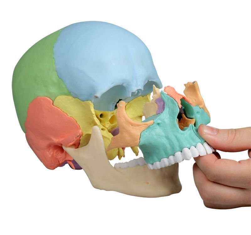 Skull model 4708 image 6