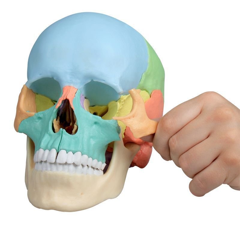 Skull model 4708 image 7