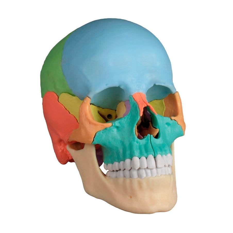 Skull model 4708