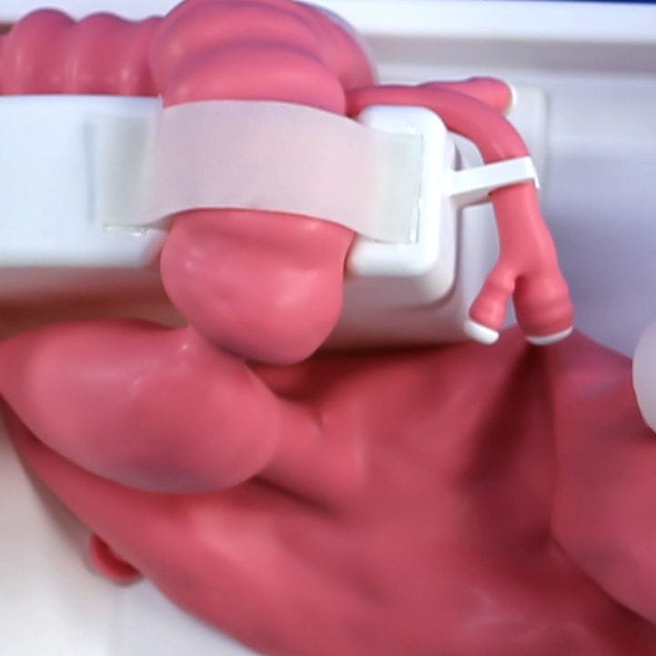 Stomach model PLXH1003 image 2