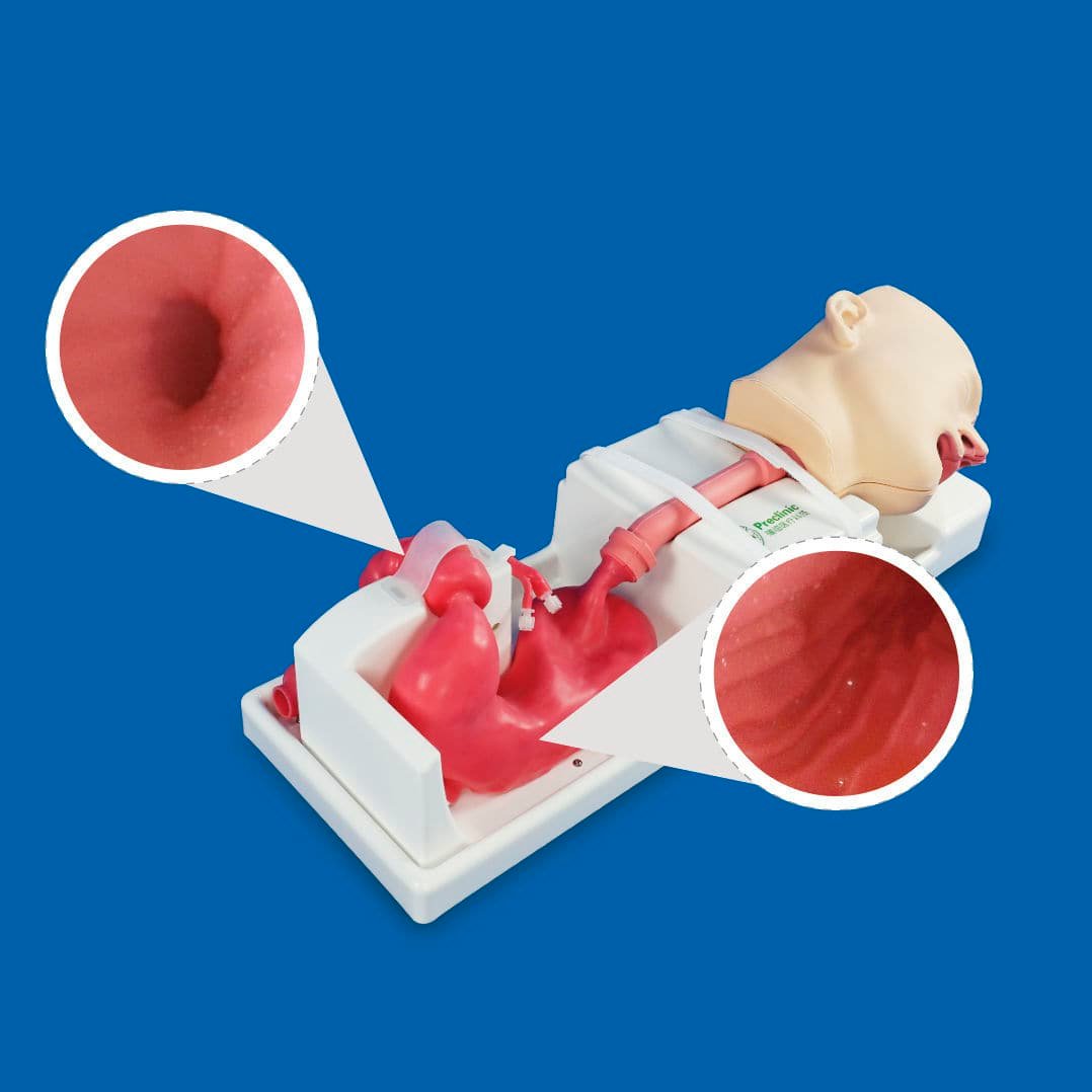 Stomach model PLXH1003