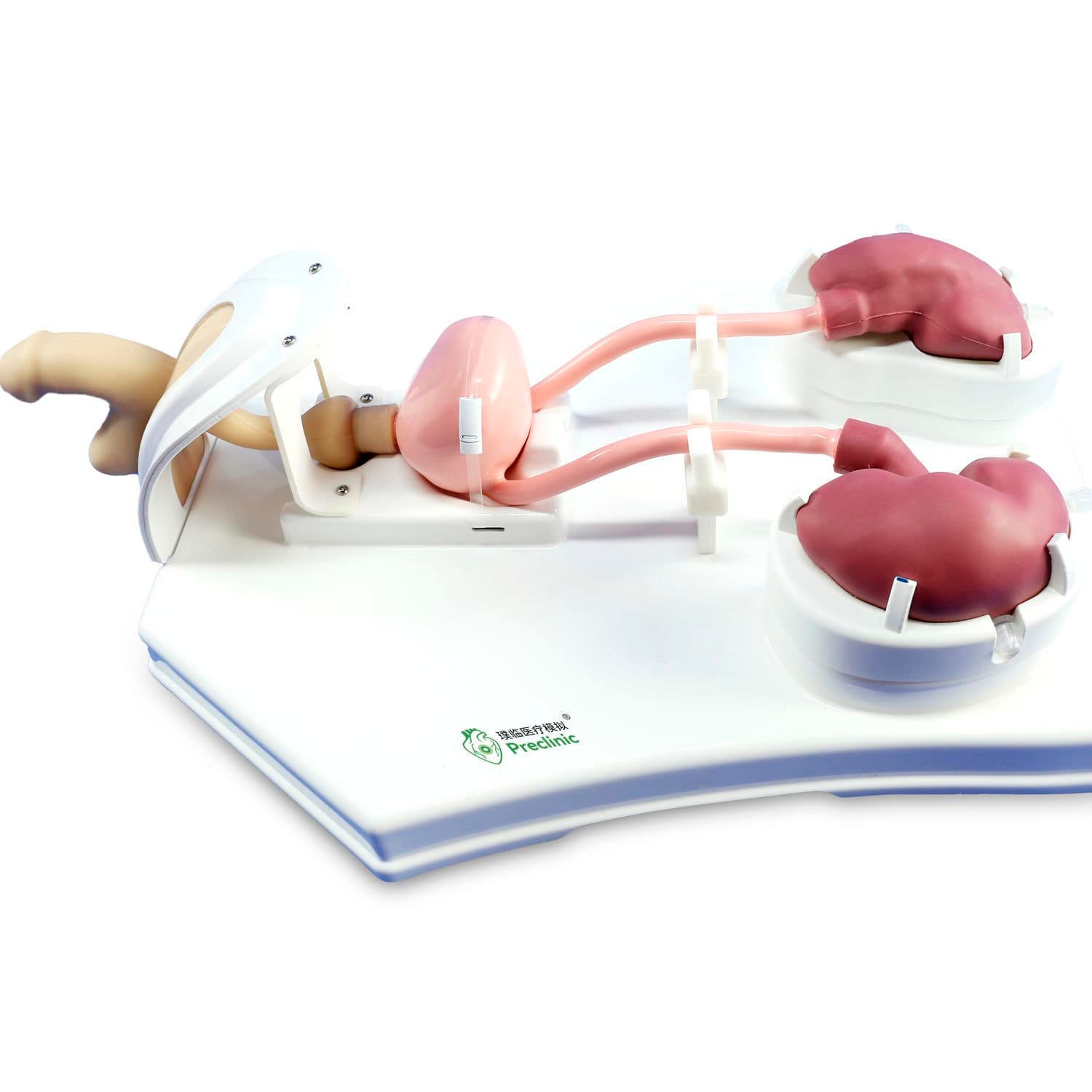 Urological care simulator PLMN1001 alternate view image 2