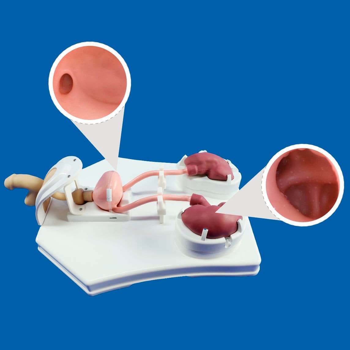 Urological care simulator PLMN1001