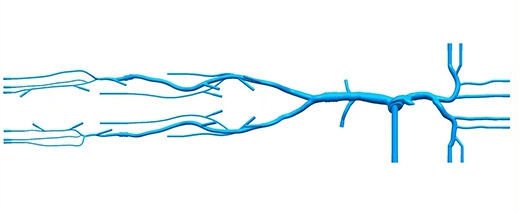 Vein vascular model PLXG1008 image 4