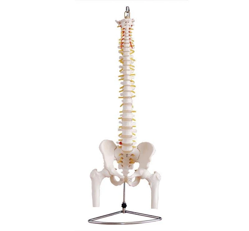 Vertebral Column with Pelvis and Femur Heads