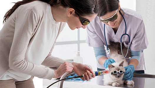 Veterinary biostimulation laser LUMIX® C.P.S.® VETERINARY image 7
