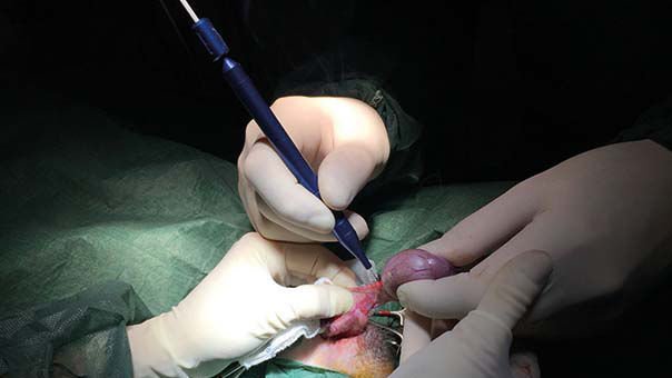 Veterinary dental surgery laser LUMIX® SURGERY DUAL VETERINARY image 6
